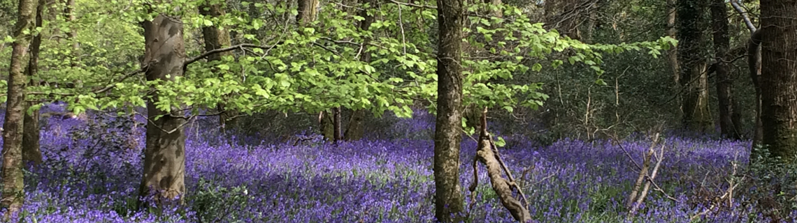 Beer to Blackbury Camp
