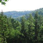 Pine forest higher watercombe Beer Devon