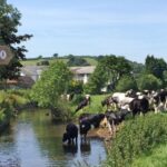 River Coly East Devon Way X