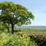 Colyton Countryside Devon X